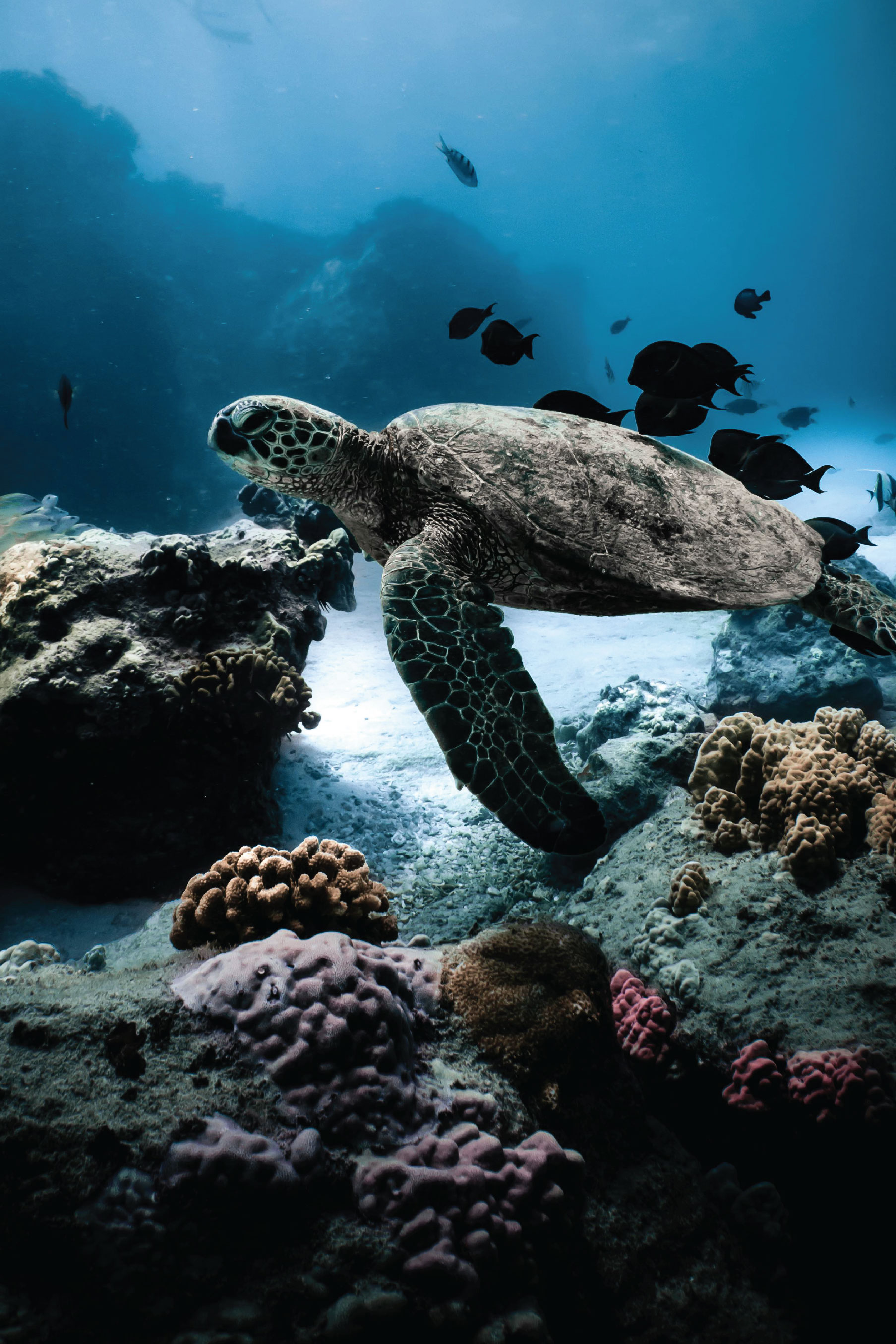 Serunya Snorkeling di Malang: Surga Tersembunyi di Selatan Jawa